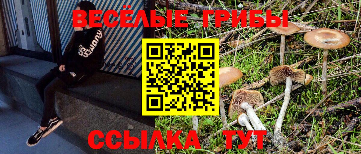 Галлюциногенные грибы Psilocybe  Вход с VPN  Тейково 